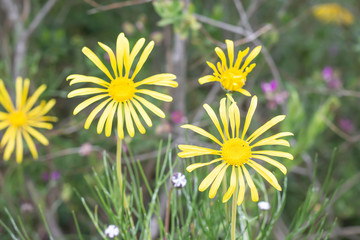 Wild Yellow Daisies in a meadow 