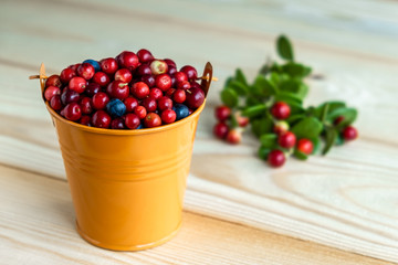 Ripe berries of lingonberry and blueberry in a decorative orange bucket on a wooden background. Lingonberry twigs lie nearby in blur. Selective focus.
