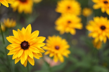 複数の花　クローズアップ　黄色