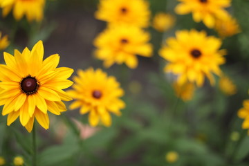 複数の花　クローズアップ　黄色