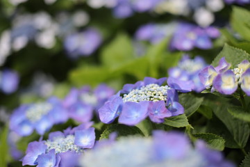 アジサイ　花　雨　植物