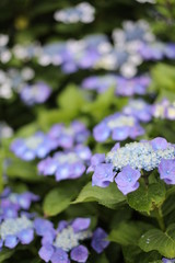Obraz premium アジサイ 花 雨 植物