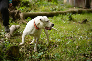 Beautiful abused rescued dogo argentino dog posing in forest