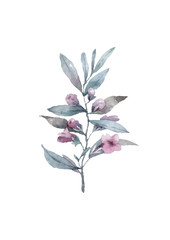 Blue twigs wild flowers white background, watercolor