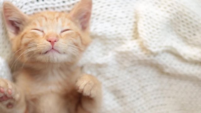 Cute little red kitten sleeps on knitted white blanket