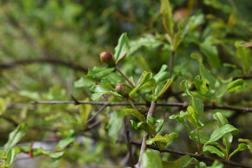 Pomegranate fruits with flowers and buds and unripe raw fruit