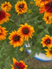 yellow flowers in the garden