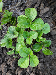 flat lay gardening strawberry sprout green plant in the wet ground