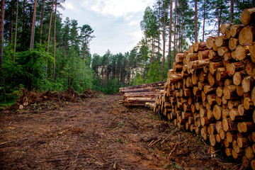 Piled pine tree logs  in forest. Stacks of cut wood. Wood logs, timber logging, industrial...
