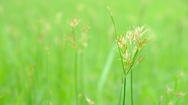 Nut Grass (Cyperus rotundus L.) on green background.