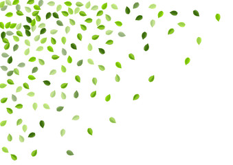 Mint Leaves Herbal Vector Poster. Nature Leaf 