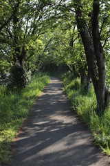 夏　木漏れ日　道　続く　イメージ