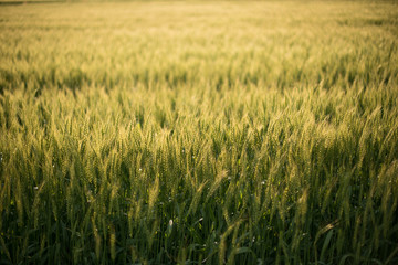 麦畑　初夏　農業