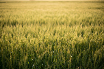 麦畑　初夏　農業
