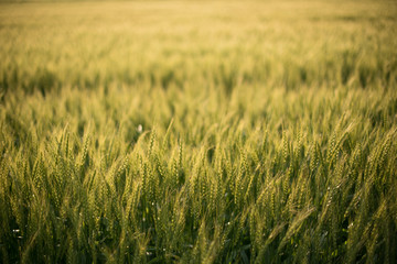 麦畑　初夏　農業