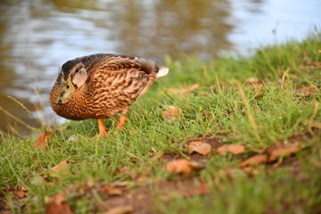 Stockente