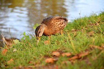 Stockente
