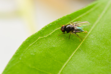 fly on leaf