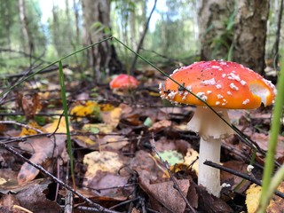 Forest fly agaric close-up in the grass.
