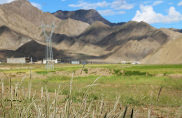 View of the mountain and Tibetan village with barley as the clear foreground in Tibet, China