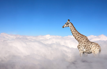 Cute giraffe in the sky