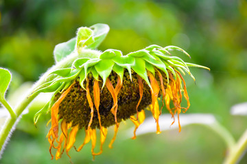 Rotten sunflowers with natural blurred background.