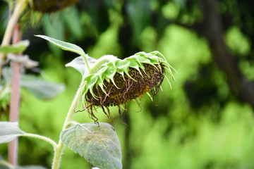 Rotten sunflowers with natural blurred background.