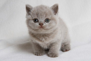 grey british kitten isolated