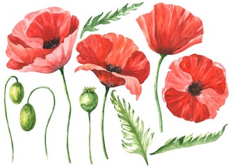 Watercolor poppy flowers set isolated on white background. Hand drawn watercolour botanical illustration. - obrazy, fototapety, plakaty