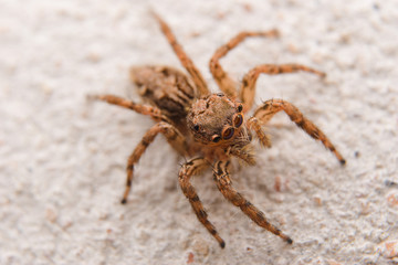 spider on the wall