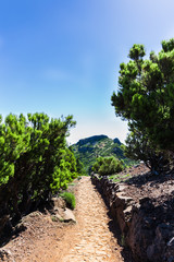 Footpath from "Achada do Teixeira" to "Pico Ruivo" in Santana, Madeira island, Portugal, in a sunny day.