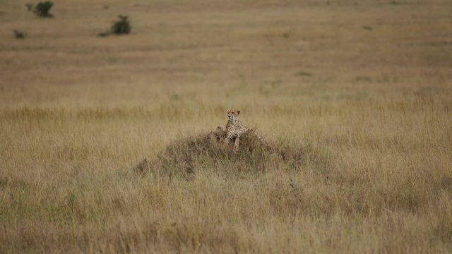 cheetah Acinonyx jubatus looking from a Termite mound