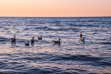 Seagulls on the sea