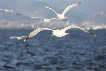 Scenic View of Seagulls above Sea Against Sky