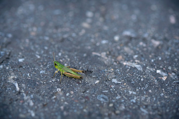Cricket insect on the asphalt.