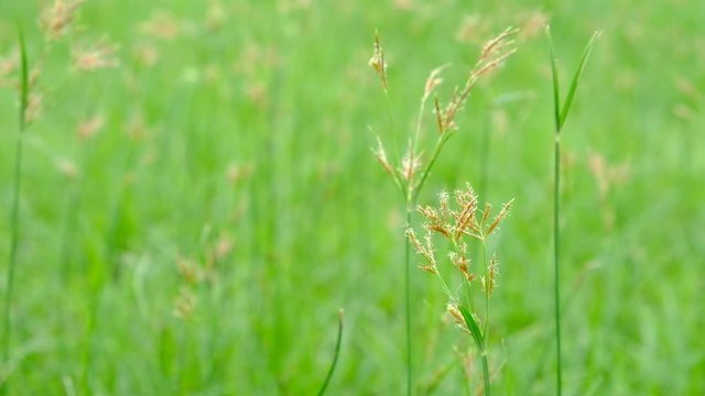 Nut Grass (Cyperus rotundus L.) on green background.