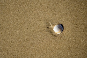 shell on sand