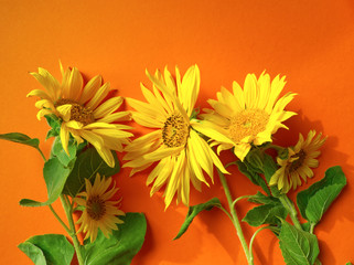 Beautiful sunflowers on orange background. Blooming autumn or summer concept, harvest time. Flat lay table, top view, bunch of yellow flowers