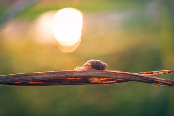 Obraz premium Snail