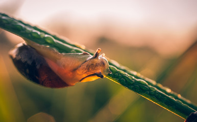 Snail