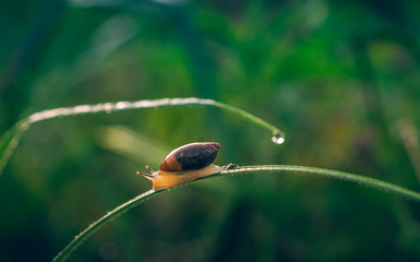 Snail
