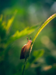 Snail
