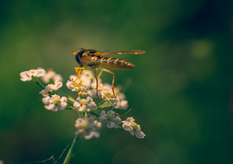 Summer insects