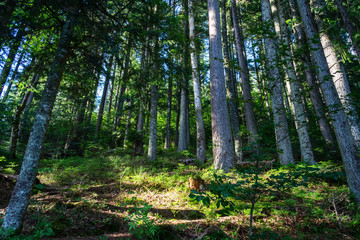 Coniferous mountain forest. Carpathians. Ukraine. Holidays in the mountains. Tourism. Outdoor activities.