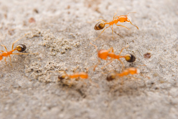 Closeup small red ant