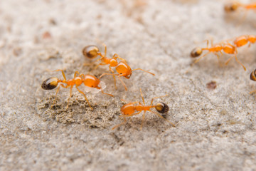 Closeup small red ant