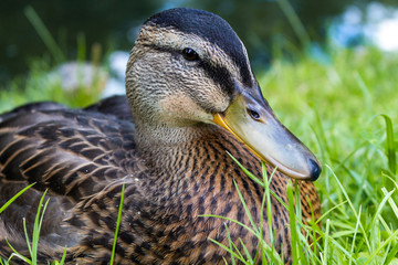 Fotografia macro de pato (animal)