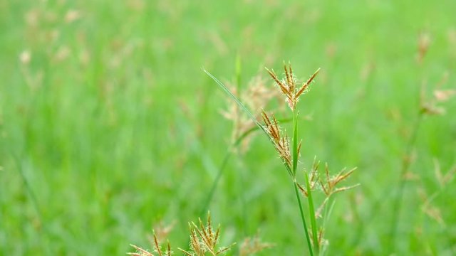 Nut Grass (Cyperus rotundus L.) on green background.