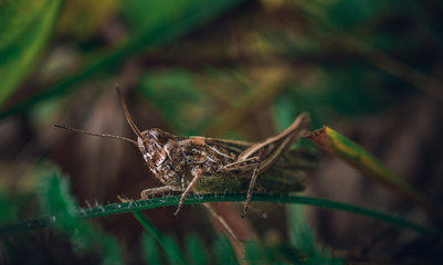 Grasshopper
