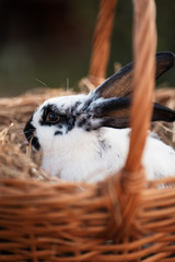 Rabbit in a basket on the farm. Country life. Easter bunny.